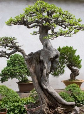 Bonsai Bonsai