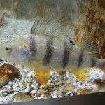 CONCORSO promosso dall’Ente Tutela Pesca FVG: “UN ACQUARIO PER AMICO”