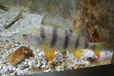 acquario