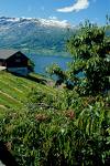norvegia