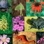 2010: Anno internazionale della biodiversità
