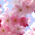 LA PRIMAVERA DELL’EUROPA