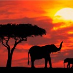 Concorso “Insight Malaria”