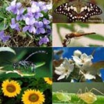 Concorso: “Il Senso della Biodiversità”