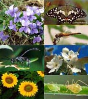 biodiversita2