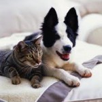 Concorso fotografico per l’Anno mondiale dei veterinari