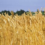 Dallo sviluppo delle agroenergie 100mila posti di lavoro