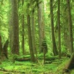 CONCORSO DI DISEGNO PER L’ANNO INTERNAZIONALE DELLA FORESTA 2011