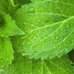 Ambiente: più spazio alle zone naturali protette dell’Unione europea