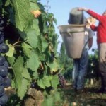 Lavoro: le offerte dell’agricoltura europea