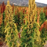 ONU, la quinoa come simbolo della biodiversità nel 2013