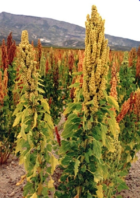 quinoa quinoa