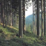 Convegno “Le energie rinnovabili e il patrimonio forestale dell’Alto Friuli nell’ottica energetica europea” il 15 dicembre a Bordano