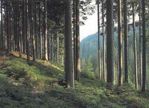 foreste foreste