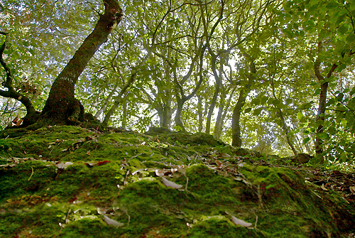 Foreste Foreste