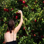 Lavori stagionali in Danimarca: tante offerte ben pagate.