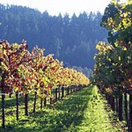 Stati Uniti: stage retribuiti vendemmia 2013