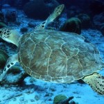 Volontariato e turismo per le tartarughe marine