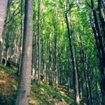 I boschi dell’Alto Friuli e l’energia, pubblicazione a cura della Casa per l’Europa