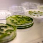 Microalghe, verso la terza generazione di biocarburanti