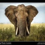 Elefante