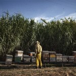 Il cinema green in Italia