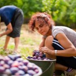 Programma di scambio per giovani agricoltori