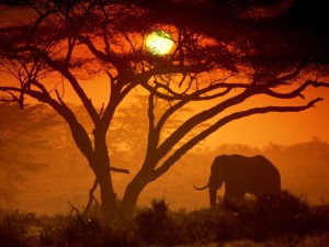 kenya