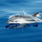 Opportunità di volontariato a contatto con il mare