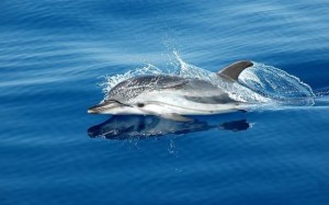 santuario-dei-cetacei-pesci-tossici