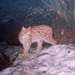 UniUD – Winter School “Tecniche di Monitoraggio invernale della fauna alpina omeoterma”: domande entro il 1 febbraio