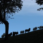 La Montagna degli Altri. Diventare montanari e inventarsi un lavoro: sabato 27 febbraio a Tolmezzo