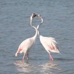 San Valentino, festa degli innamorati anche tra gli animali