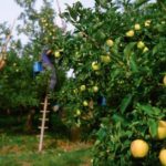 Raccolta della frutta in Danimarca