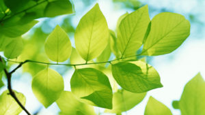 green_leaves-HD
