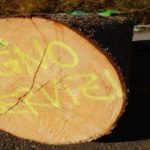 Legno Servizi premiata per la miglior gestione forestale