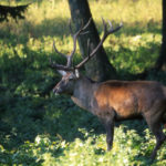 Censimento del cervo con i ricercatori del Parco