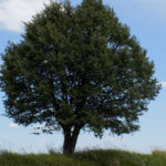 Concorso Raise Environmental Project