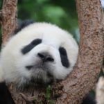 Lavoro con WWF a Berlino come addetto/a alla gestione commerciale dei progetti