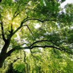 Ambiente: i cittadini vogliono più azioni a livello dell’Unione europea