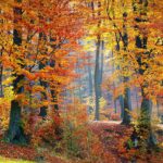 Le foreste al centro degli obiettivi ONU di sviluppo sostenibile