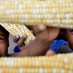 La Guida 2018 ai Campi di Volontariato Internazionale IBO