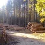 Portale e Borsa del Legno a sostegno dell’economia montana FVG