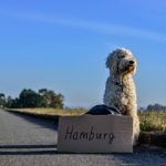 Le regole per viaggiare con gli animali da compagnia in Europa