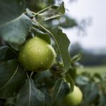 Pesticidi nel cibo: quali sono le azioni intraprese dal Parlamento europeo?