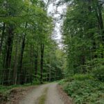 Neutralità carbonica: cos’è e come raggiungerla entro il 2050