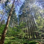Gestione sostenibile delle foreste: gli eurodeputati sostengono la lotta alla deforestazione