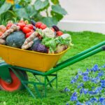 Volontariato ESC in Germania: giardinaggio biologico in un ecovillaggio