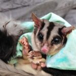 Creating Glideways – Tutela della biodiversità e conservazione ambientale in Australia